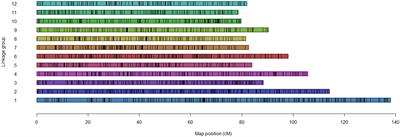 Identification of QTL associated with plant vine characteristics and infection response to late blight, early blight, and Verticillium wilt in a tetraploid potato population derived from late blight-resistant Palisade Russet